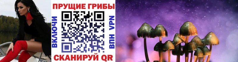 где купить   Ядрин  Галлюциногенные грибы MAGIC MUSHROOMS 